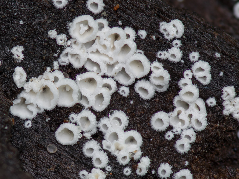 Flagelloscypha minutissima